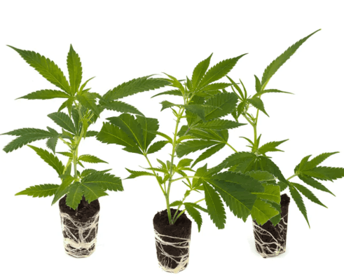 Buy Marijuana Online -  Cannabis for sale